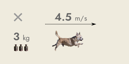 Chico the Chihuahua running.